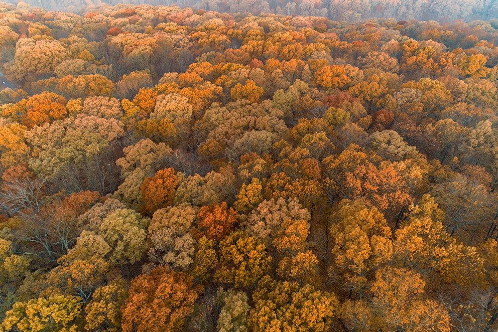 Aerial View of fall Color at sunrise-Marion County-Illinois